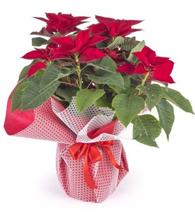 Bornova Çiçekçi , Çiçekçi Bornova , İzmir Bornova Çiçekçi